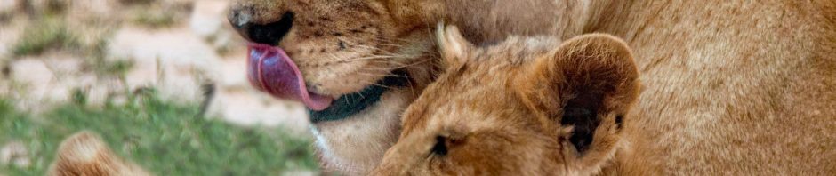 Mom and baby snuggling together peacefully, symbolising interspecies harmony and empathy in nature.